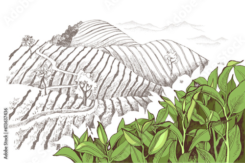 Vintage retro style image of green tea plantations