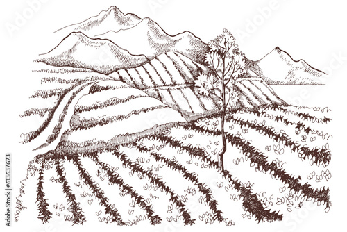 Tea plantation landscape in graphic style