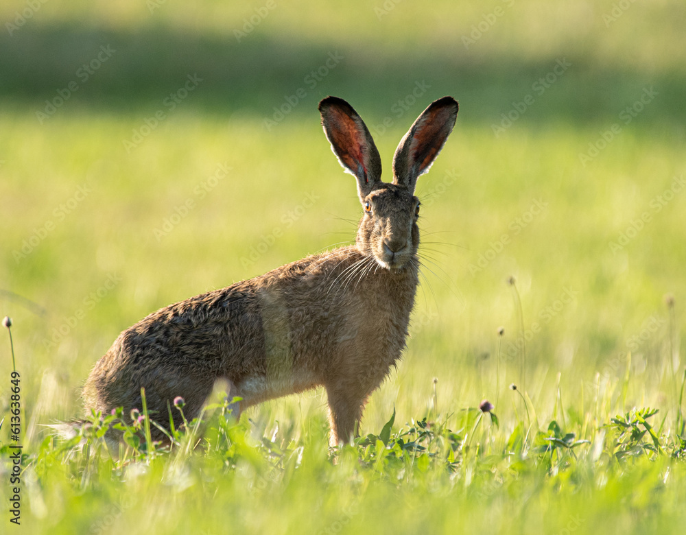 Fototapeta premium Feldhase