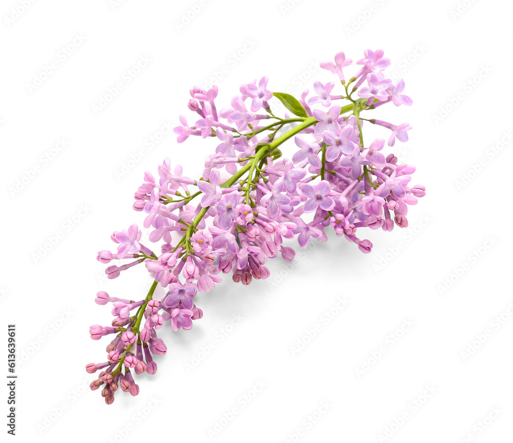 Lilac blooming twig on white background Lilac blooming twig on white background