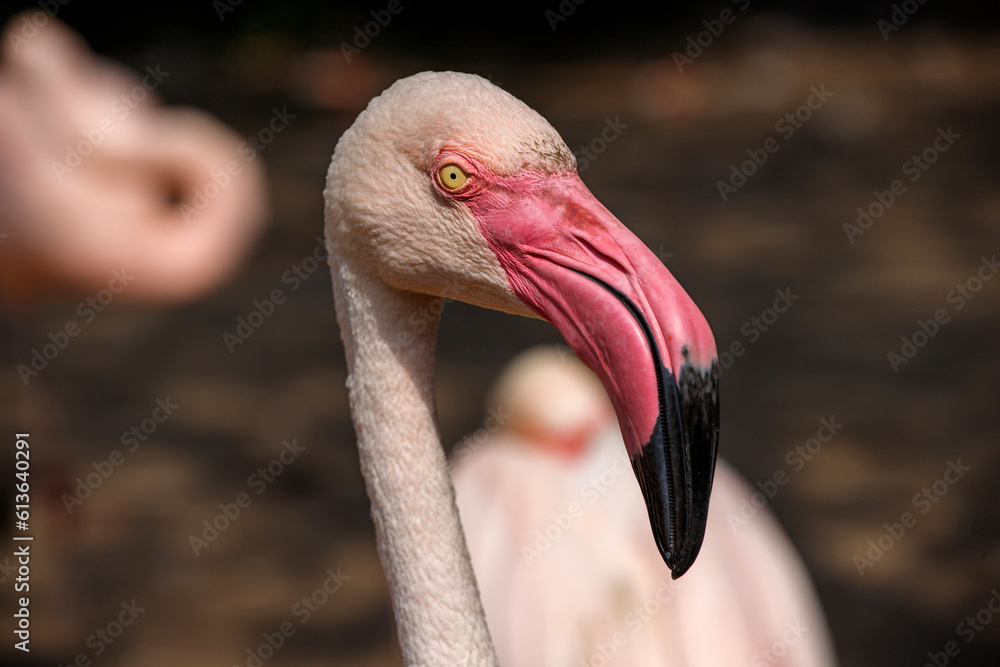 Fototapeta premium Portrait of Greater flamingo bird
