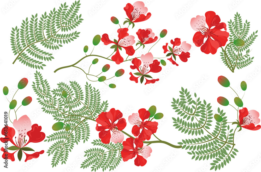 Set of Gulmohar flowers from India. Flamboyant. - obrazy, fototapety, plakaty 