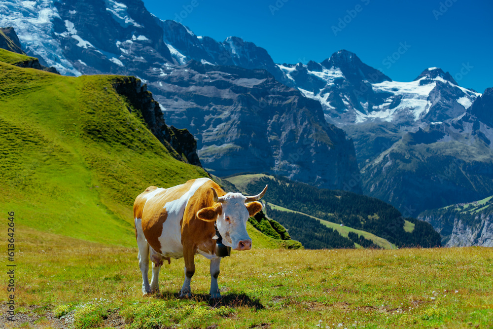 Cow on high mountain meadow in Swiss Alps