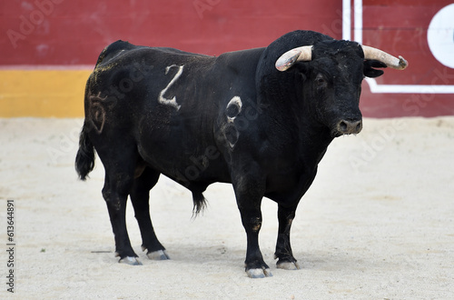 un toro bravo español en una plaza de toros durante un espectaculo taurino