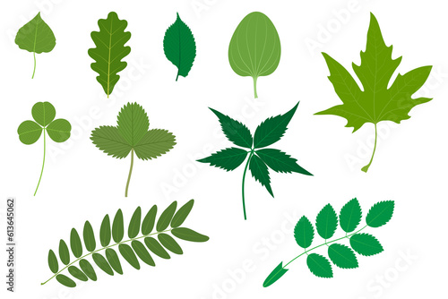 Set of green leaves. Examples of simple and compound leaves. Poplar, oak, elm, Plantago major, Platanus orientalis, clover, strawberry, Parthenocissus quinquefolia, honey locust, Rosa canina. photo