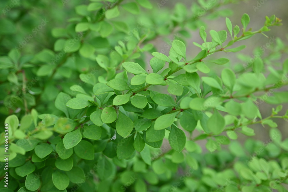 green bush branches as background, sustainability concept, empty space for photo green bush branches as background, sustainability concept, empty space for photo