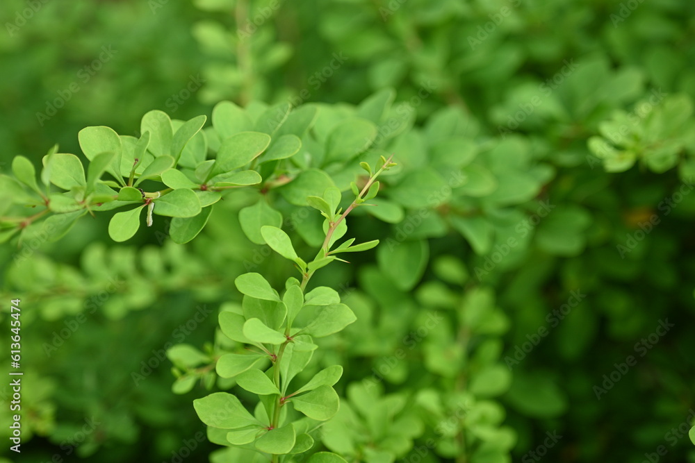 green bush branches as background, sustainability concept, empty space for photo green bush branches as background, sustainability concept, empty space for photo