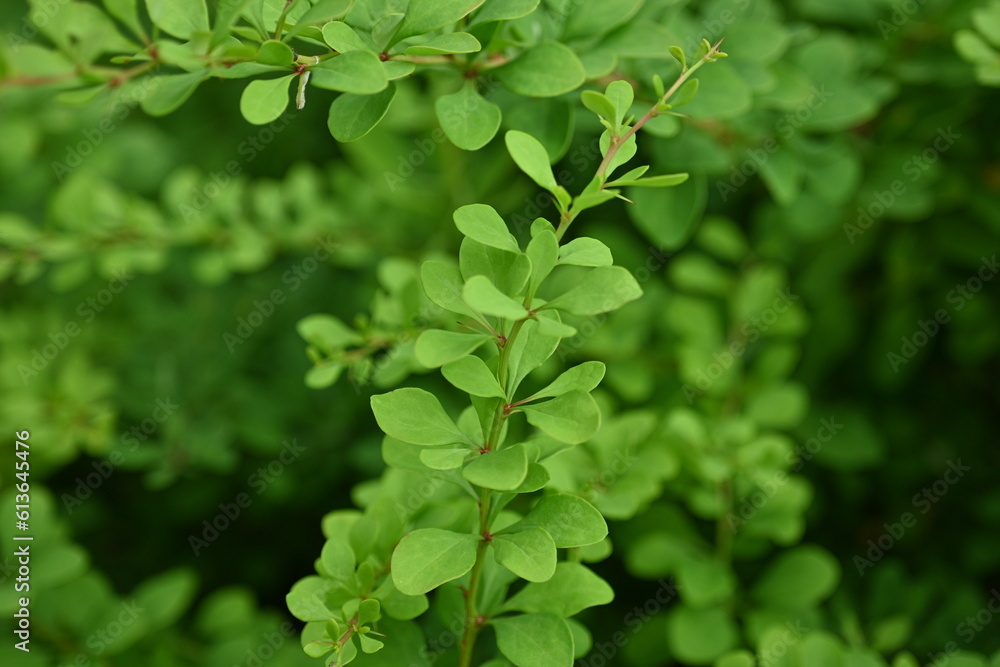 green bush branches as background, sustainability concept, empty space for photo green bush branches as background, sustainability concept, empty space for photo