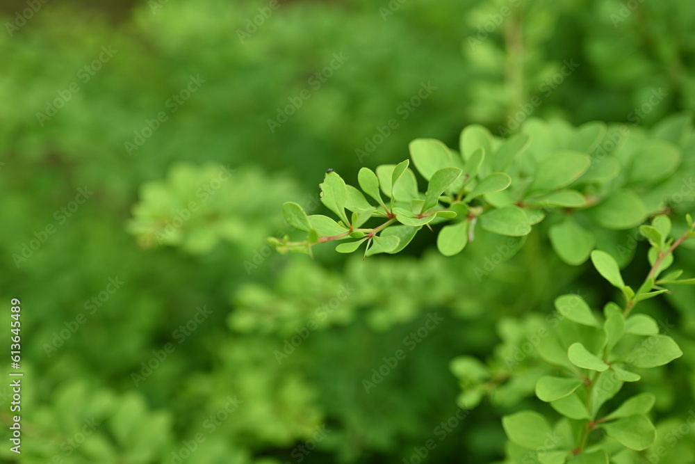 green bush branches as background, sustainability concept, empty space for photo green bush branches as background, sustainability concept, empty space for photo