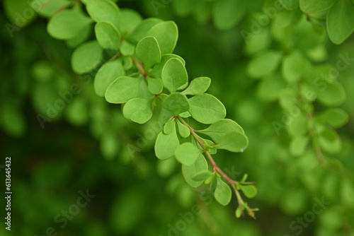 green bush branches as background, sustainability concept, empty space for photo 