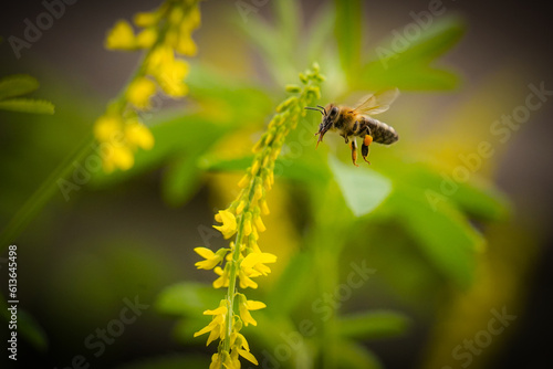 Biene © hpoelker
