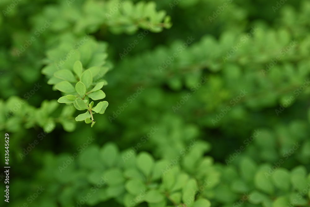 green young branches of the bush, bright green leaves close up, green spring background green young branches of the bush, bright green leaves close up, green spring background