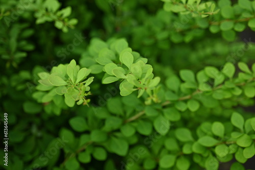 green leaves as a background, the concept of sustainable development 