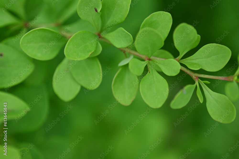 green young branches of the bush, bright green leaves close up, green spring background green young branches of the bush, bright green leaves close up, green spring background