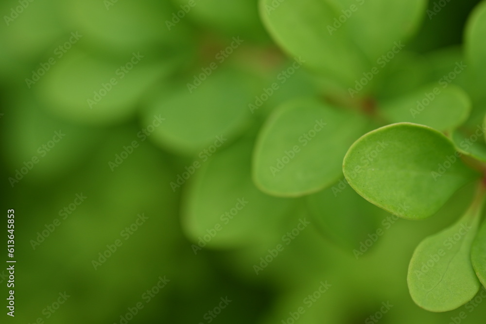 green young branches of the bush, bright green leaves close up, green spring background green young branches of the bush, bright green leaves close up, green spring background