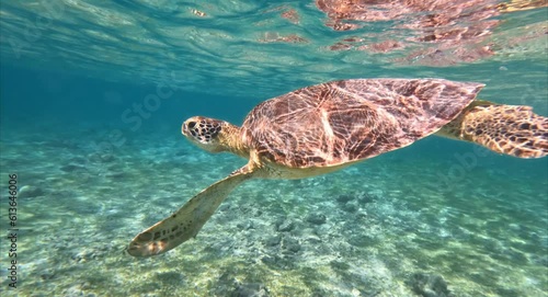 The green sea turtle swimming