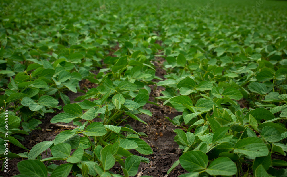 Green young soybean plants on the field Green young soybean plants on the field