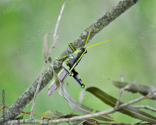 Grasshopper