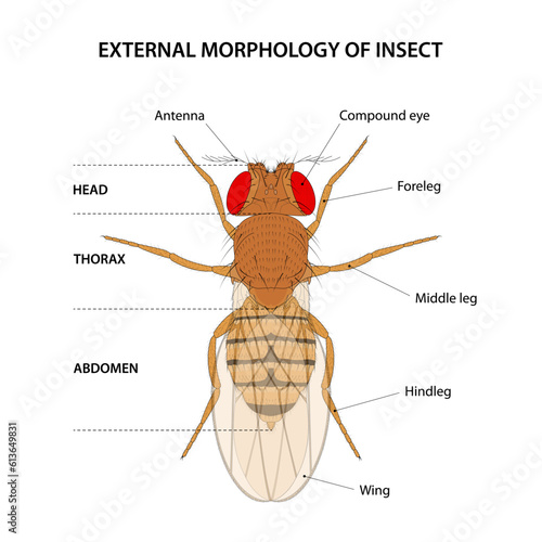 External morphology of insect (fruit fly)