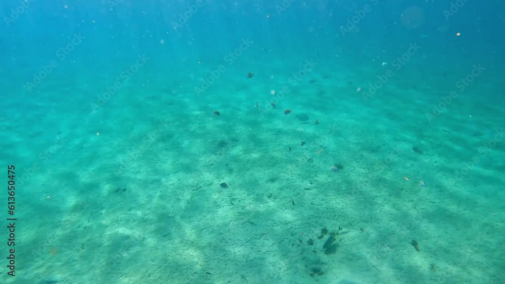 Reef fish swimming among the rock and coral reef in Blue Heron Bridge in Riviera Beach, Florida. Reef fish swimming among the rock and coral reef in Blue Heron Bridge in Riviera Beach, Florida.