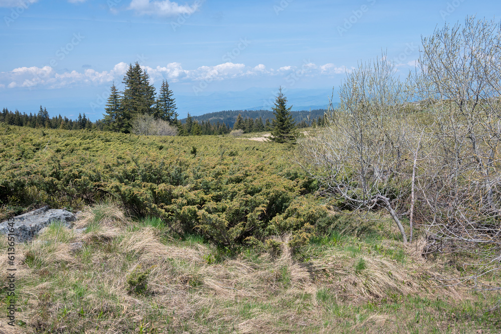 Spring view of Konyarnika area at Vitosha Mountain, Bulgaria Spring view of Konyarnika area at Vitosha Mountain, Bulgaria