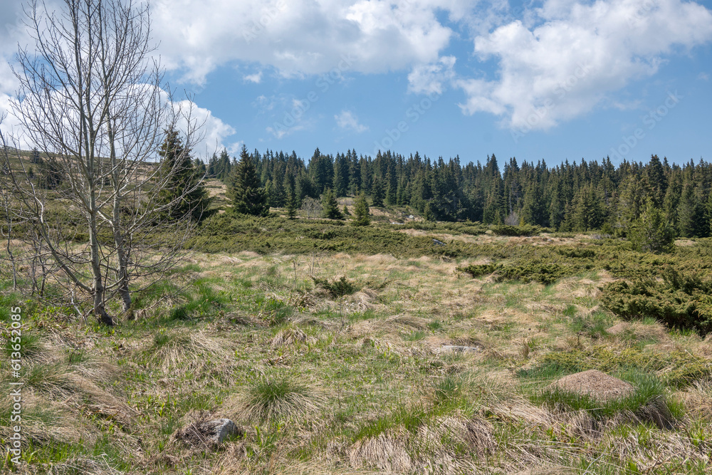 Spring view of Konyarnika area at Vitosha Mountain, Bulgaria