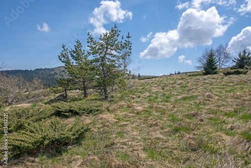 Spring view of Konyarnika area at Vitosha Mountain, Bulgaria