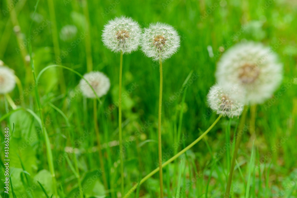 White dandelion flowers in green grass outdoors White dandelion flowers in green grass outdoors