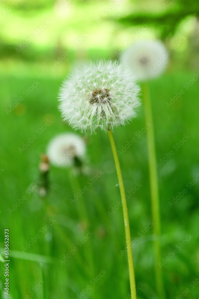 White dandelions on green blurred background White dandelions on green blurred background