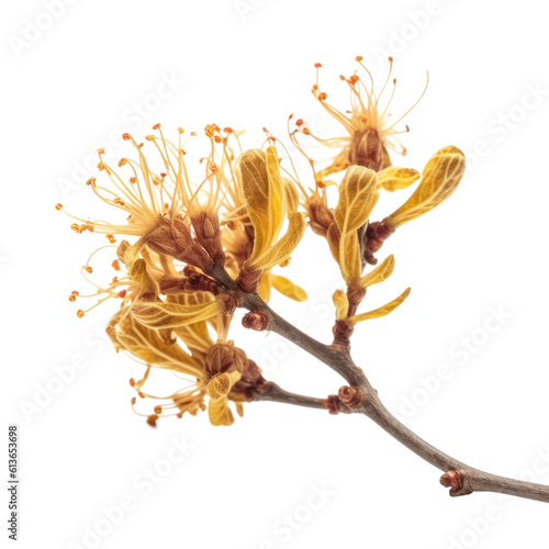 Witch hazel isolated on transparent background. Generative AI photo