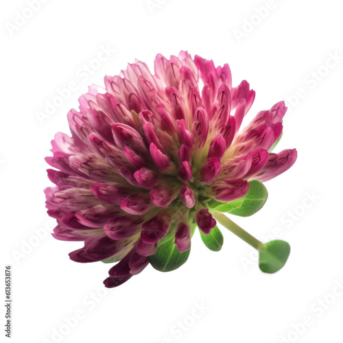 Red clover isolated on transparent background. Generative AI photo