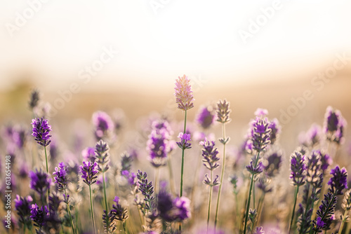 Beautiful lavender in the rays of sunset ight