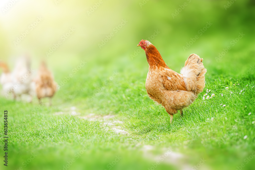 Fototapeta premium Beautiful Hen walking in the garden in nature green summer background