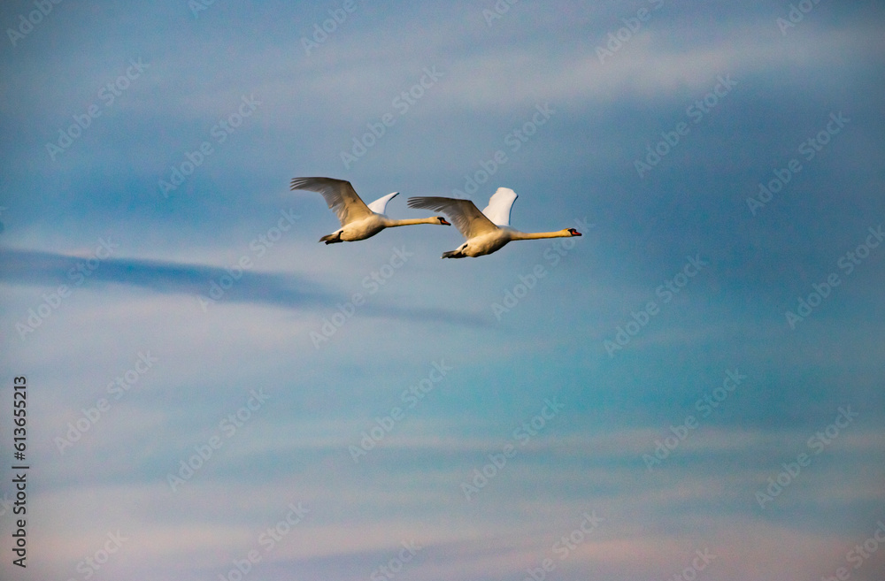 Fototapeta premium beautiful white swan on the lake