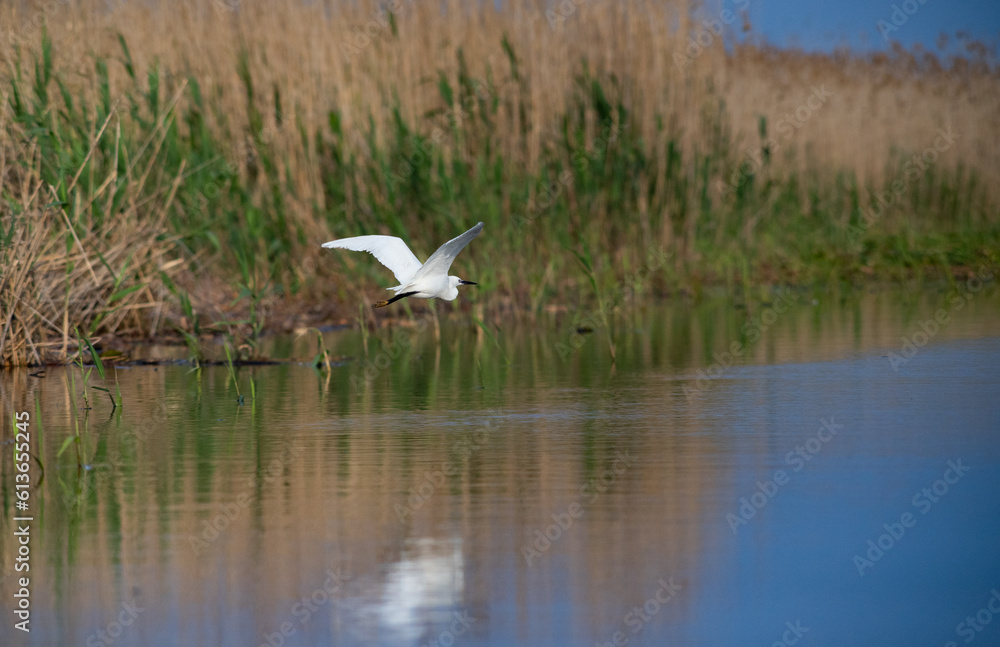 wildlife in the Danube delta bird on the lake wildlife in the Danube delta bird on the lake