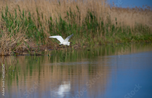 wildlife in the Danube delta bird on the lake © Melinda Nagy