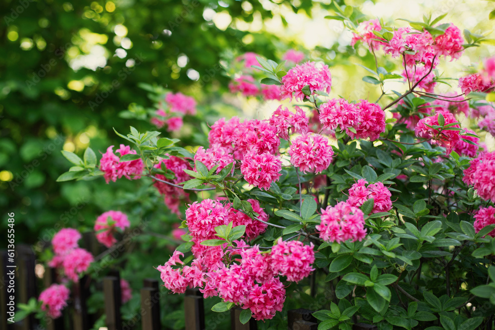 Beautiful pink flowers bush in summer garden