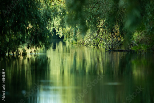 Fototapeta Naklejka Na Ścianę i Meble -  beautiful bright green summer foliage reflecting in water in the delta