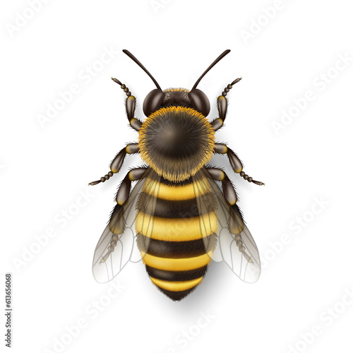 Vector 3d Realistic Detailed Honey Bee Icon Closeup Isolated on White Background. Queen Honeybee Design Template, Vector Illustration of Bee in Macro, Top VIew