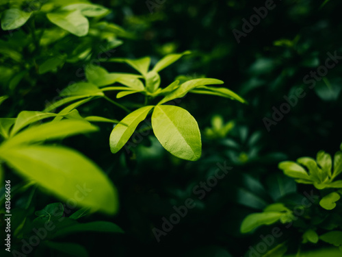 green leaves in the garden