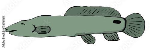 illustration of the bowfin also known as a dogfish