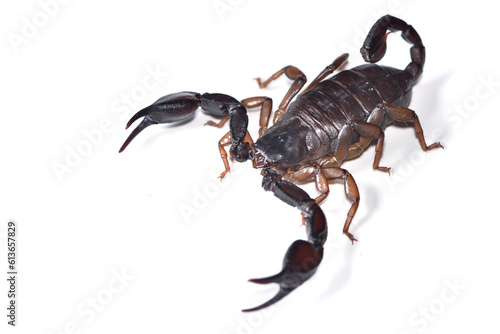 Closeup picture of a female of the European or Italian small wood scorpion Euscorpius italicus from Italy photographed on white background. photo