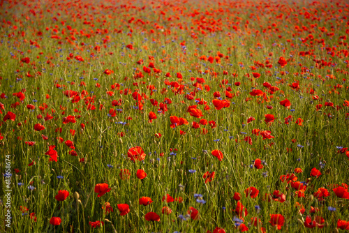 Field of red poppies and cornflowers at sunset © sociopat_empat
