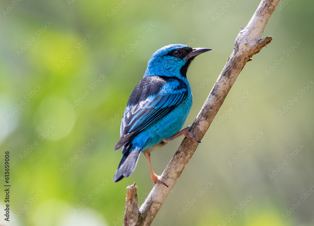 blue bird on a branch