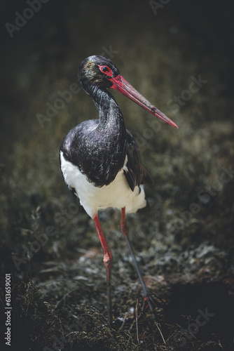 stork among foilage