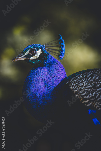 close up portrait of peacock head male