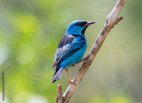 blue bird on a branch © Leonardo Araújo