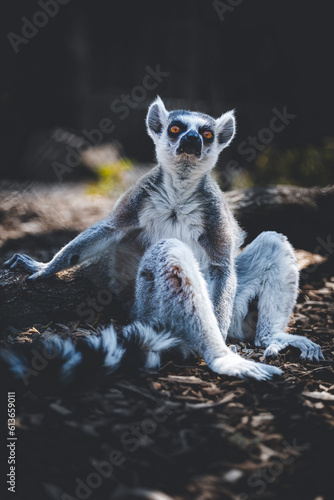 ring tailed lemur sitting on the ground leaning on a tree branch