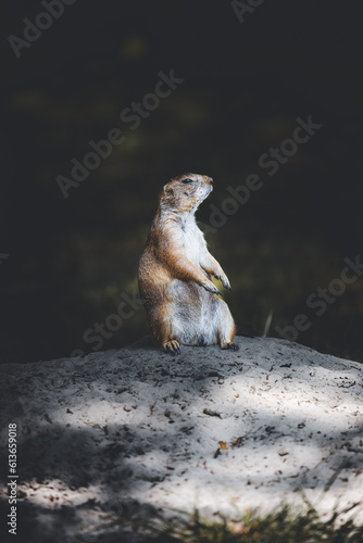 prairie dog on the lookout on his hind legs on top of his burrow den marmot