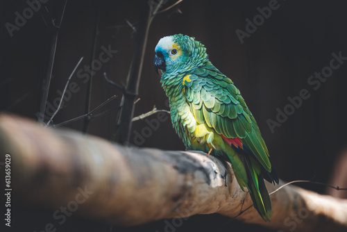 parrot green on a tree branch colorful